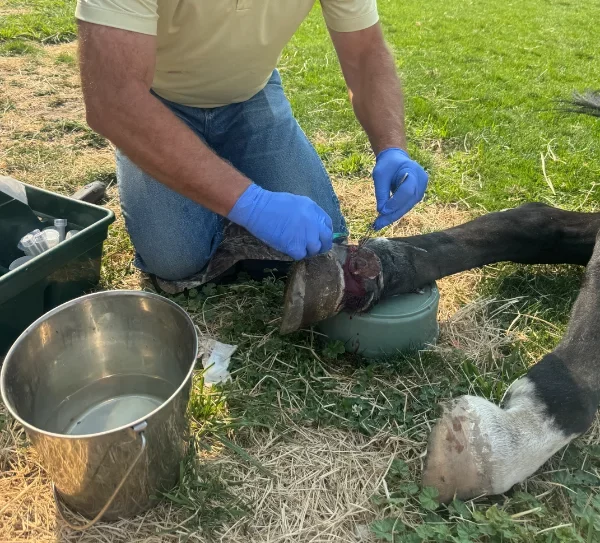 Preventative Medicine — Equine Veterinary Service in Caldwell, Idaho
