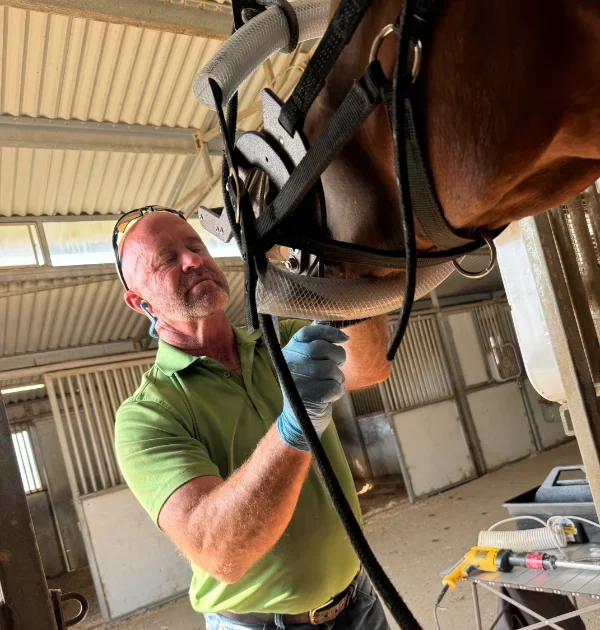 Professional equine dental care including floating and oral exams at Borders Equine Clinic