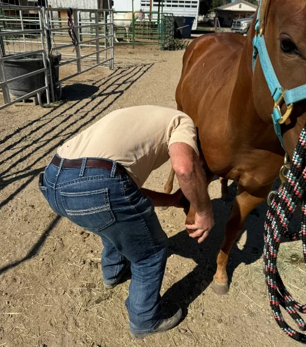 Dr. Borders conducting a comprehensive equine lameness evaluation with flexion tests in the Treasure Valley